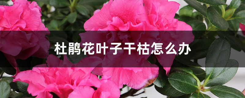 杜鵑花葉子干枯怎么辦