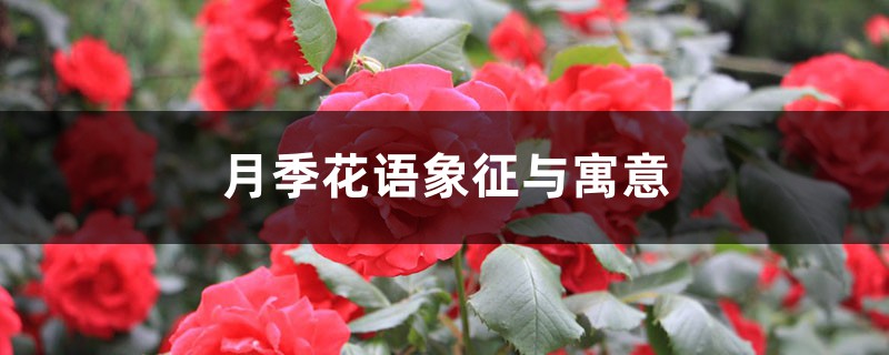 月季花語象征與寓意