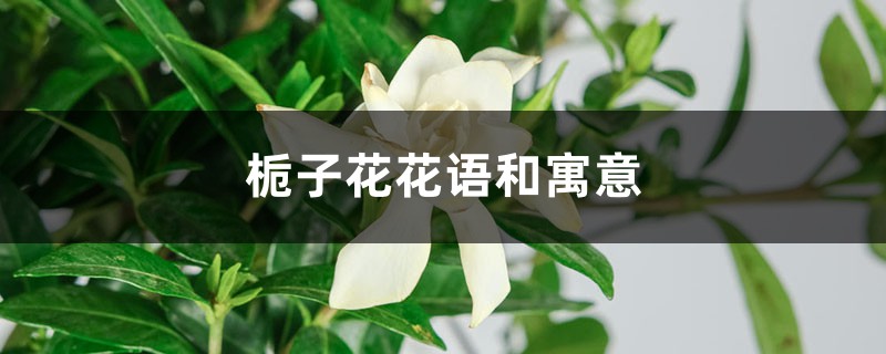 梔子花花語和寓意