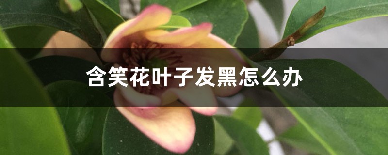 含笑花葉子發(fā)黑怎么辦