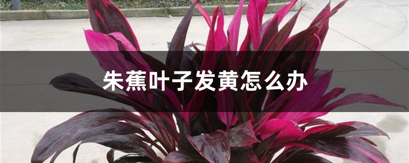 朱蕉葉子發(fā)黃怎么辦