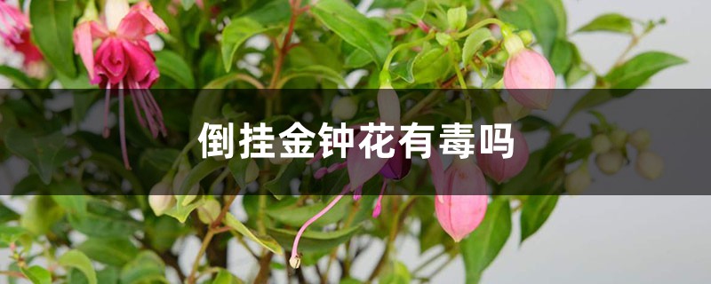 倒掛金鐘花有毒嗎