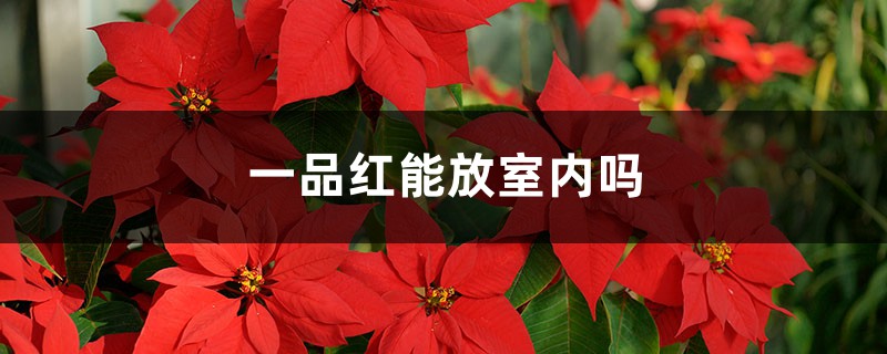 一品紅能放室內(nèi)嗎