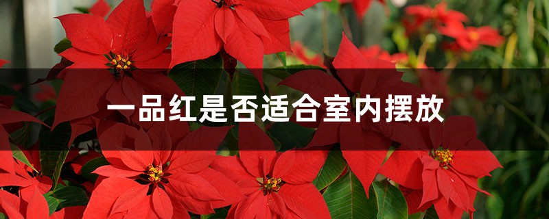 一品紅是否適合室內(nèi)擺放