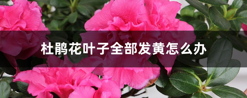 杜鵑花葉子全部發(fā)黃怎么辦