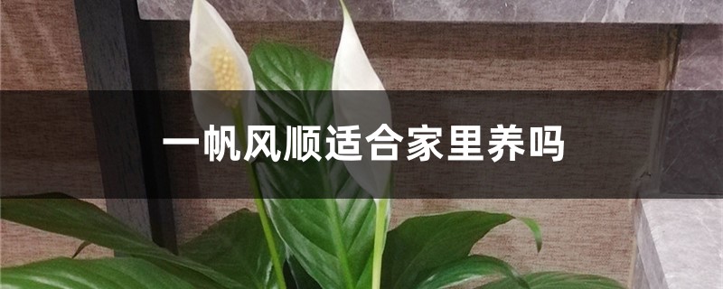 一帆風順適合家里養(yǎng)嗎