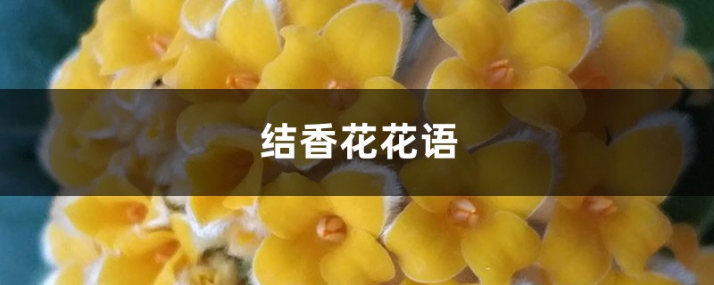 結香花的花語是什么