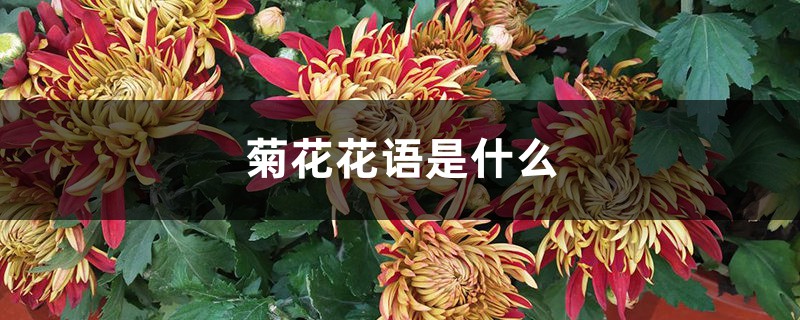 菊花的花語是什么