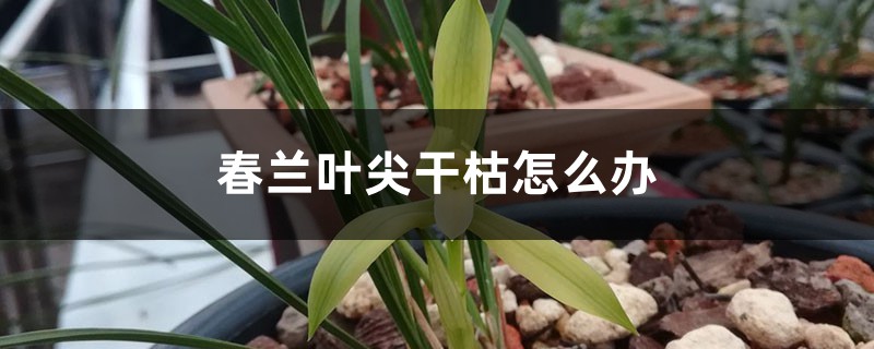 春蘭葉尖干枯怎么辦