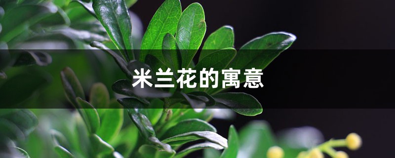 米蘭花的寓意是什么