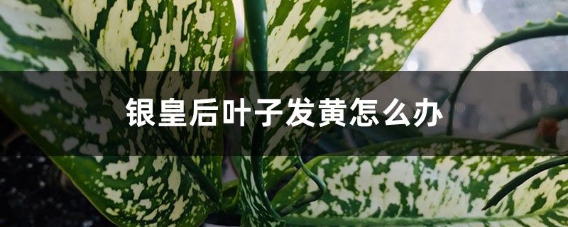 銀皇后葉子發(fā)黃怎么辦