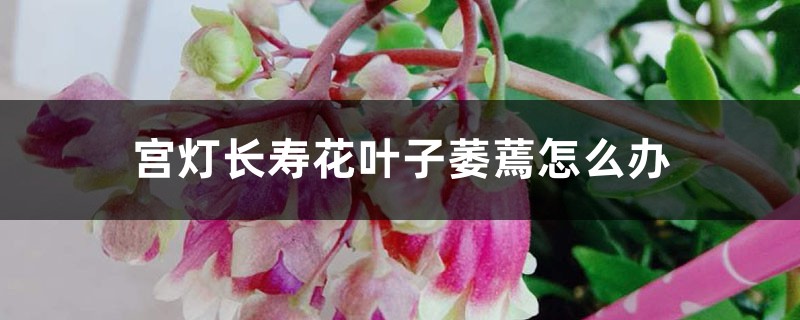 宮燈長(zhǎng)壽花葉子萎蔫怎么辦