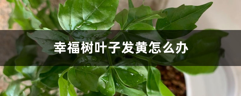 幸福樹葉子發(fā)黃怎么辦