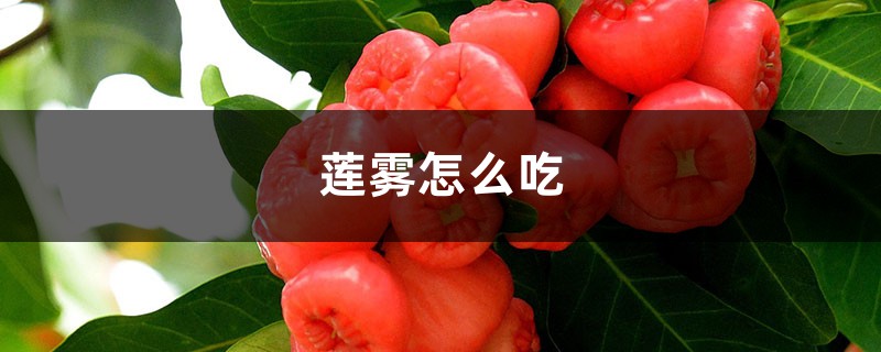 蓮霧怎么吃，蓮霧中間芯能吃嗎