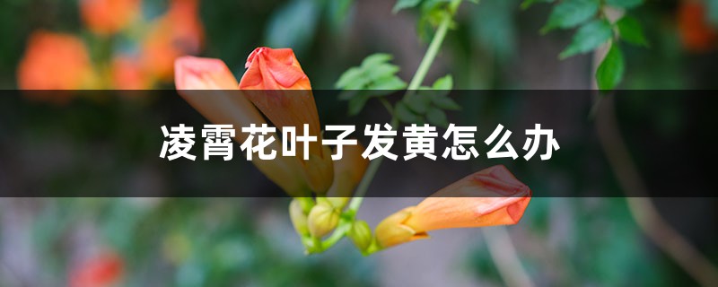 凌霄花葉子發(fā)黃怎么辦