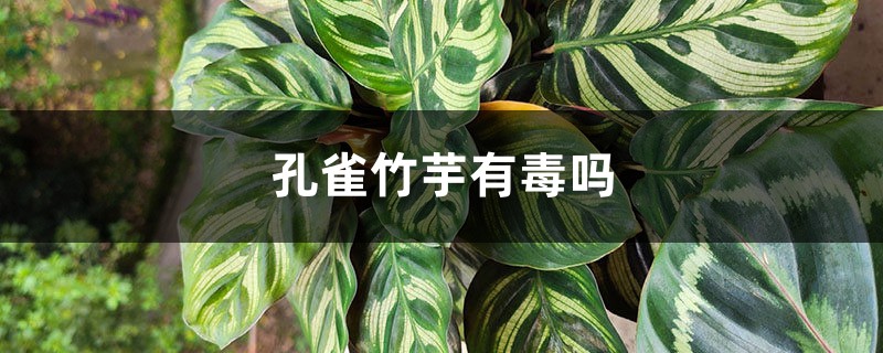 孔雀竹芋有毒嗎