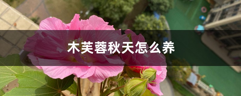 木芙蓉秋天怎么養(yǎng)