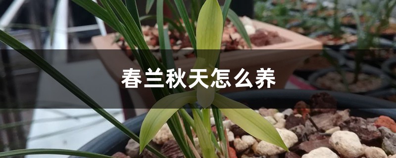 春蘭秋天怎么養(yǎng)