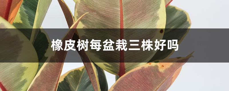 橡皮樹每盆栽三株好嗎，放在哪里旺風(fēng)水？