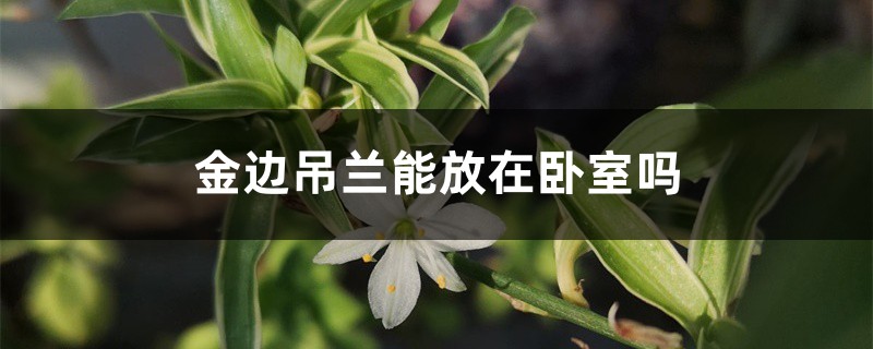 金邊吊蘭能放在臥室嗎，有毒嗎，在室內(nèi)怎么養(yǎng)？