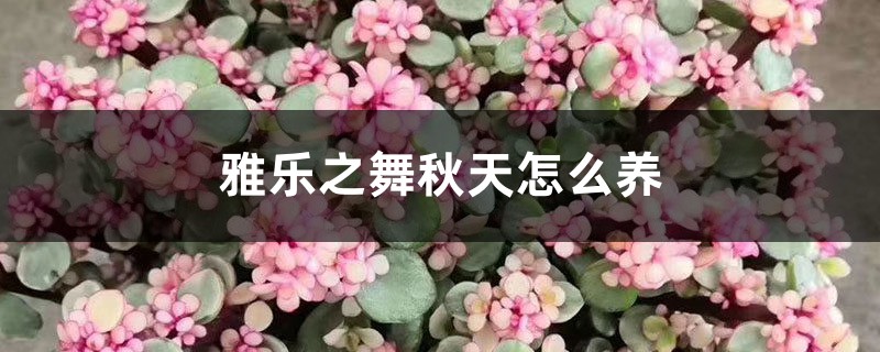 雅樂之舞秋天怎么養(yǎng)