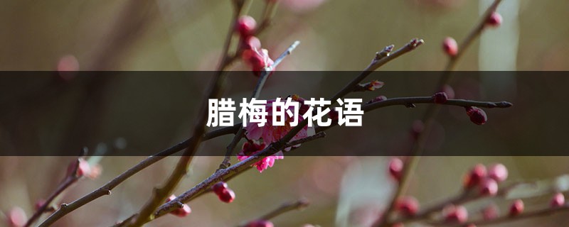 臘梅的花語和象征