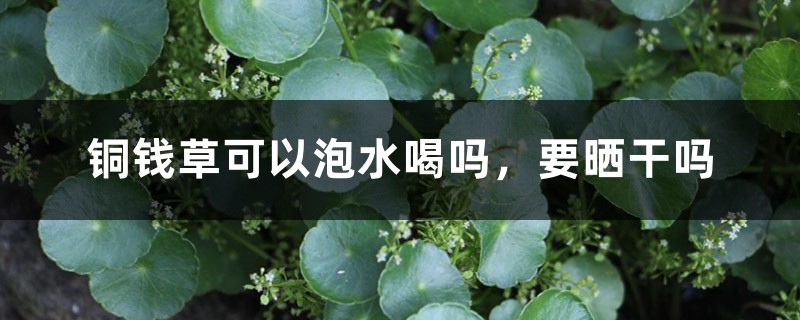 銅錢草可以泡水喝嗎，要曬干嗎