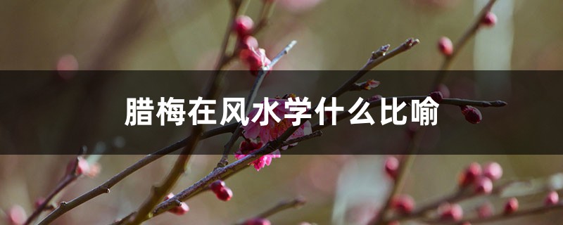 臘梅在風(fēng)水學(xué)什么比喻，適合種庭院嗎