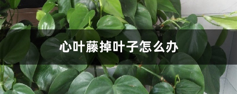 心葉藤掉葉子怎么辦