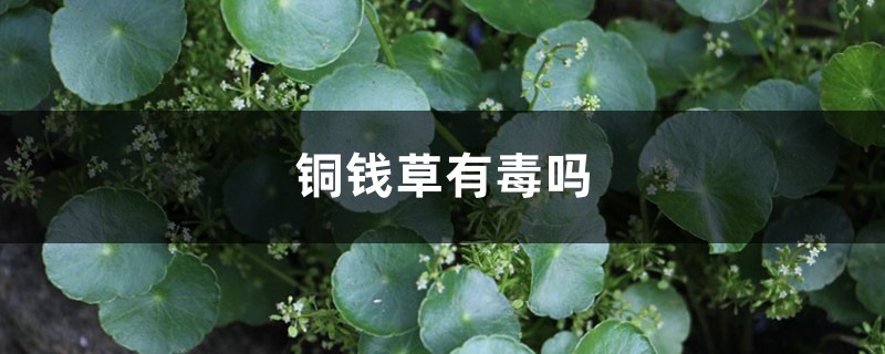 銅錢草有毒嗎？可以放在臥室嗎？