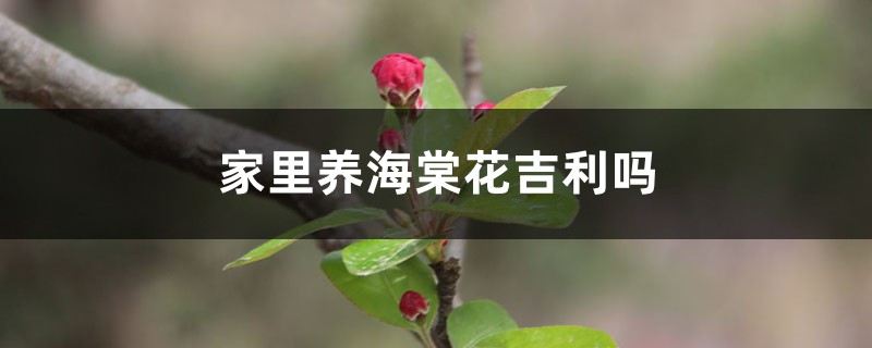 家里養(yǎng)海棠花吉利嗎，家里養(yǎng)什么花不吉利