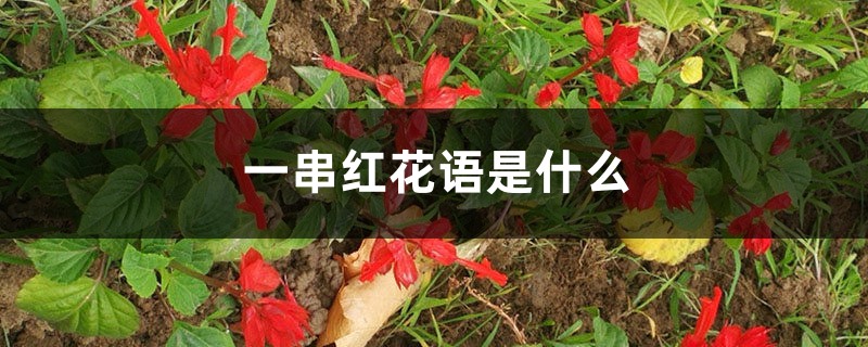 一串紅花語是什么，什么季節(jié)開花