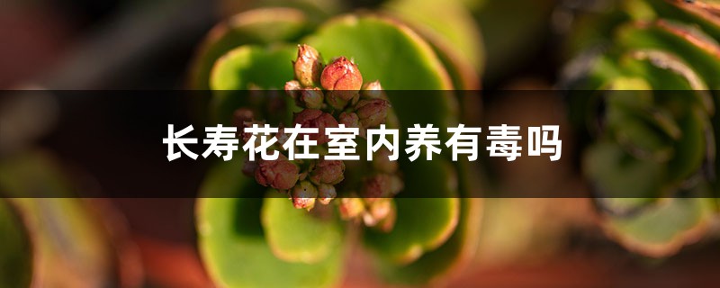 長壽花有毒嗎，怎么在室內(nèi)養(yǎng)？