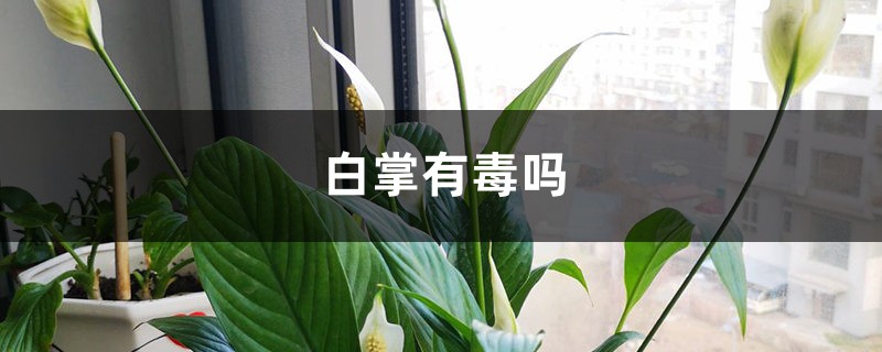 白掌有毒嗎，可以放臥室嗎