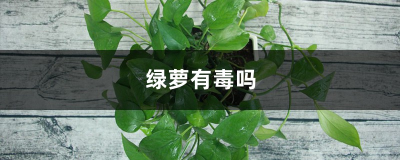 綠蘿有毒嗎，可以放在家中養(yǎng)嗎