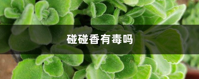 碰碰香有毒嗎