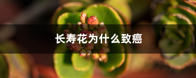 長壽花為什么致癌，這個消息是準(zhǔn)確的嗎？