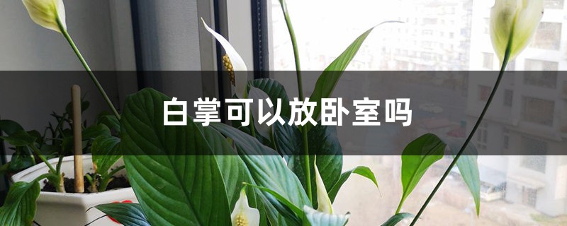 白掌可以放臥室嗎，什么植物可以擺放在臥室？