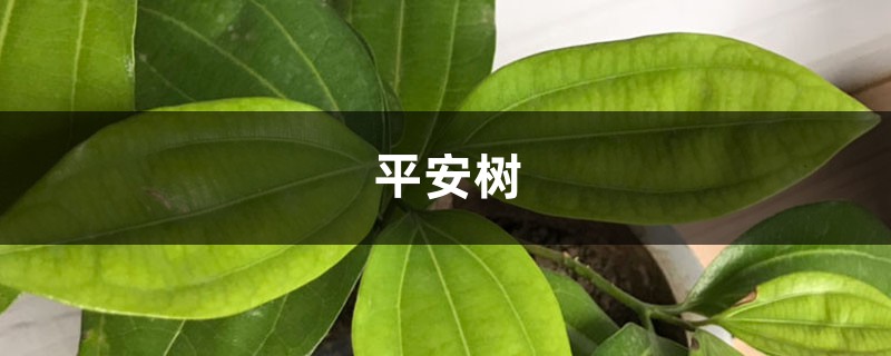 平安樹葉子發(fā)黑怎么辦，找到原因好解決！