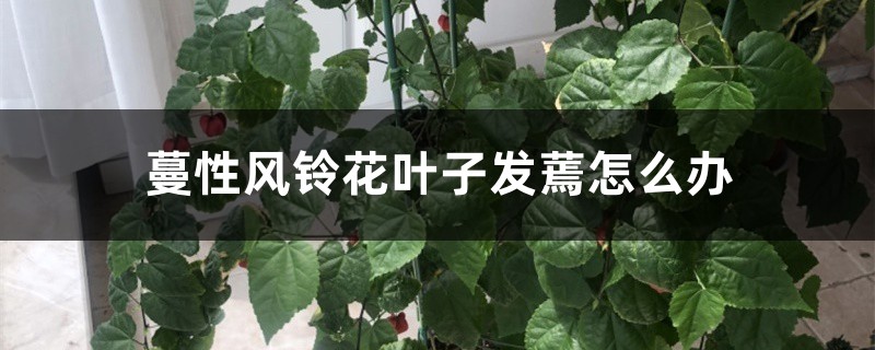 蔓性風(fēng)鈴花葉子發(fā)蔫怎么辦