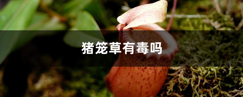 豬籠草有沒有毒，可以在臥室養(yǎng)嗎