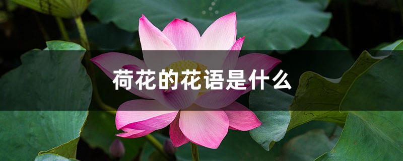 荷花的花語和象征意義，風(fēng)水代表什么