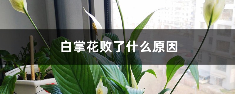 白掌花敗了什么原因