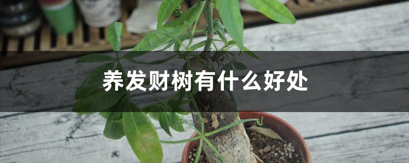 養(yǎng)發(fā)財(cái)樹有什么好處