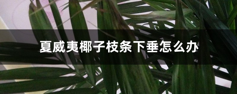 夏威夷椰子枝條下垂怎么辦