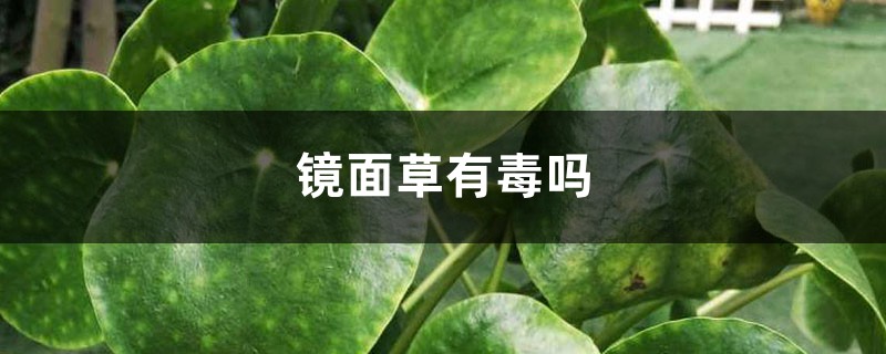 鏡面草有毒嗎，能凈化空氣嗎