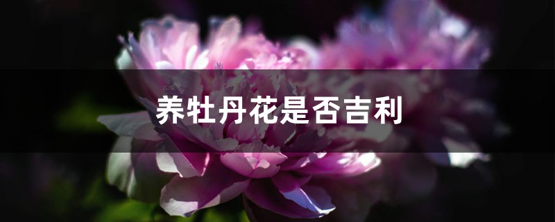 牡丹花在家養(yǎng)不吉利嗎