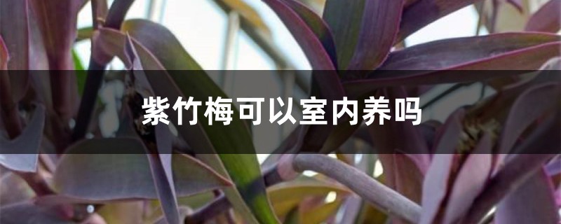 紫竹梅可以室內(nèi)養(yǎng)嗎，放室內(nèi)吉利嗎