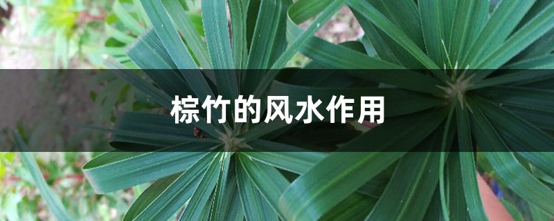 棕竹的風水作用，養(yǎng)在客廳可以嗎