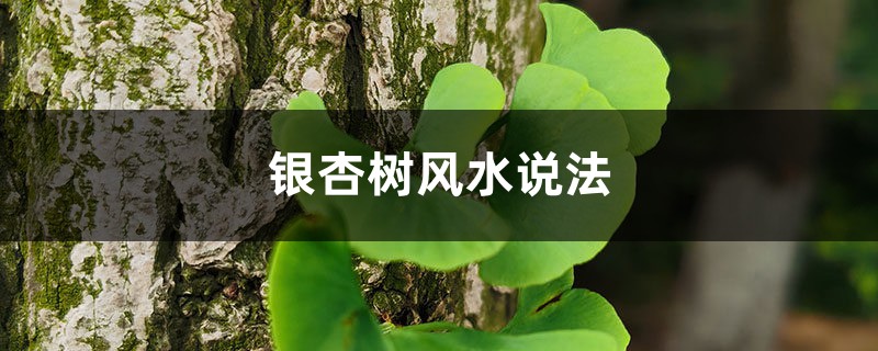 銀杏樹種植位置與風水（方位、禁忌）